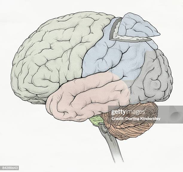 illustration of human brain showing frontal, temporal, occipital lobes, section removed from parietal lobe, cerebellum and medulla oblongata - frontaal stock illustrations