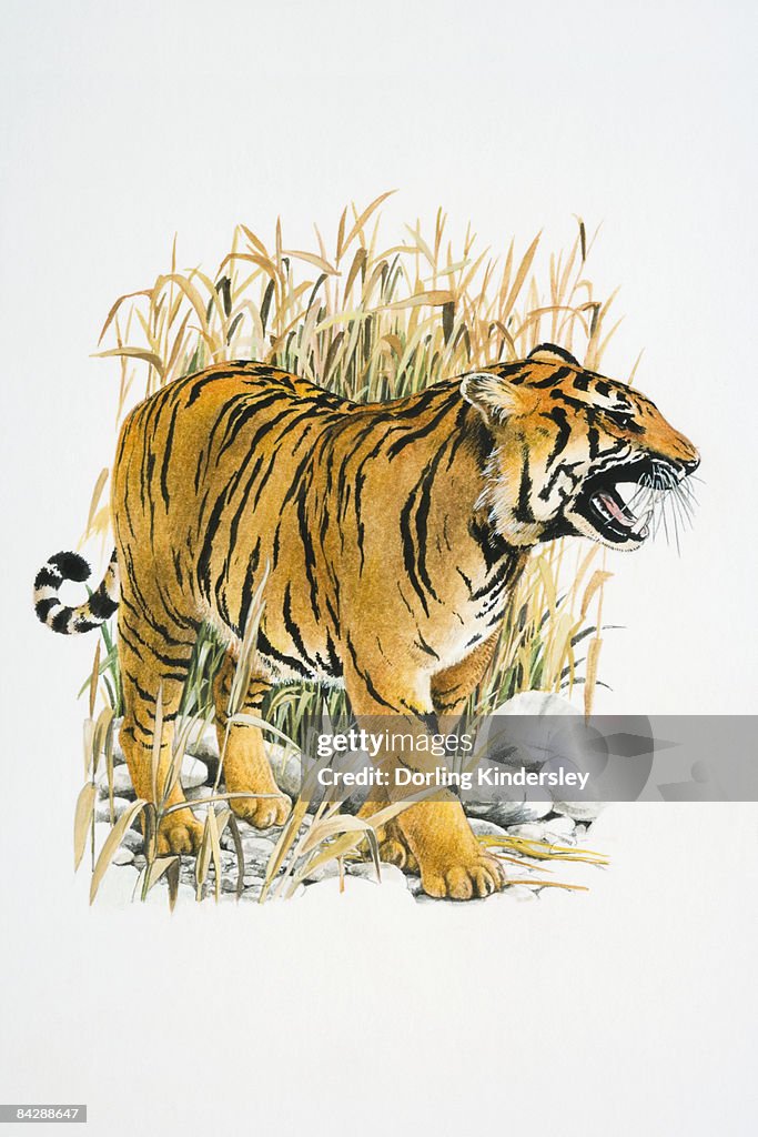 Tiger In Reeds Illustration Of Roaring Tiger In Reeds High-Res Vector Graphic - Getty ...