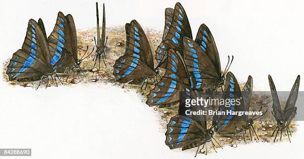 illustrations, cliparts, dessins animés et icônes de illustration of medium group of black and blue male admiral butterflies (vanessa) standing on mud puddle - medium group of animals