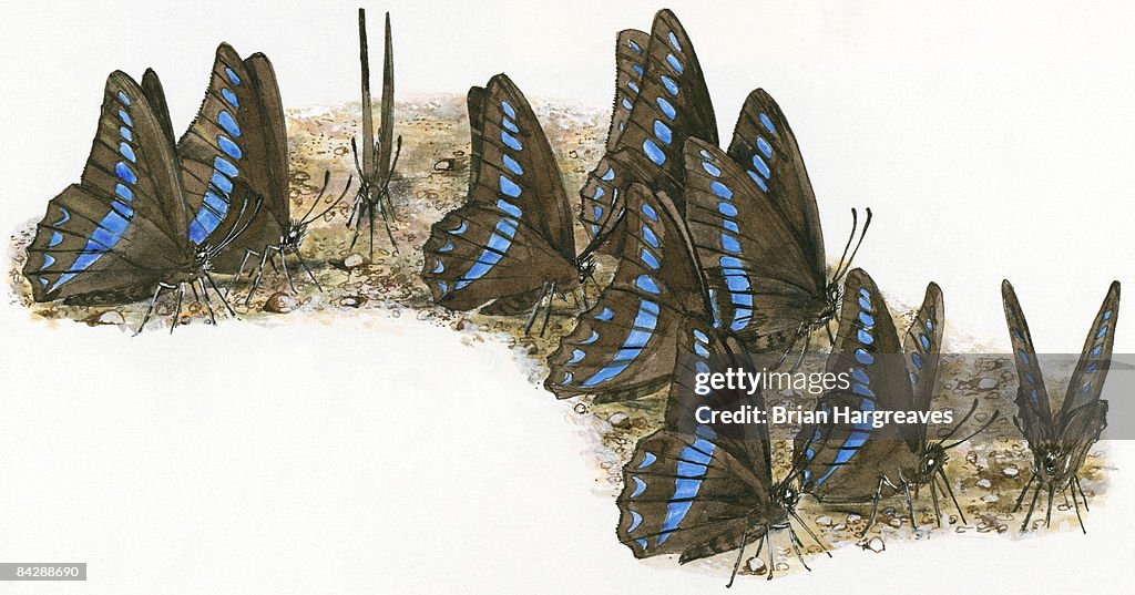 Illustration of medium group of black and blue male Admiral butterflies (Vanessa) standing on mud puddle