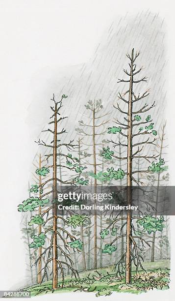 stockillustraties, clipart, cartoons en iconen met illustration of torrential acid rain damaging tall trees on hill - acid rain