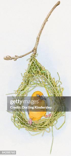 ilustraciones, imágenes clip art, dibujos animados e iconos de stock de illustration of male slender-billed weaver (ploceus pelzelni) inside nest of dried grass - ploceidae