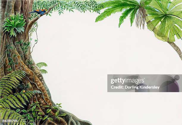 330点のアマゾン熱帯雨林イラスト素材 Getty Images 330点のアマゾン熱帯雨林イラスト素材 Getty Images