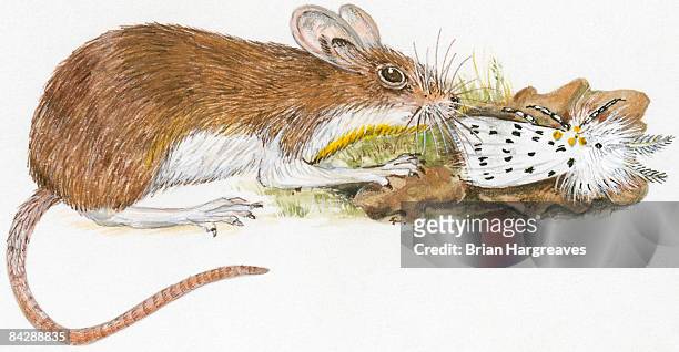 illustration of house mouse (mus musculus) smelling poisonous white ermine moth (spilosoma lubricipeda) on leaves - feldmaus stock-grafiken, -clipart, -cartoons und -symbole