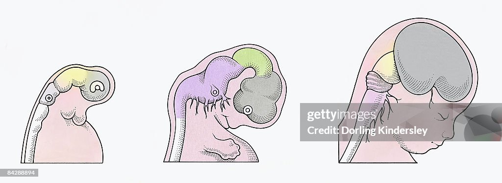 Illustration of three stages of Neurogenesis responsible for populating growth of brain in human embryo