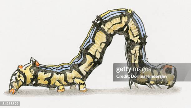 illustration of cabbage looper (trichoplusia ni) caterpillar also known as a cabbage worm - cabbage looper stock illustrations