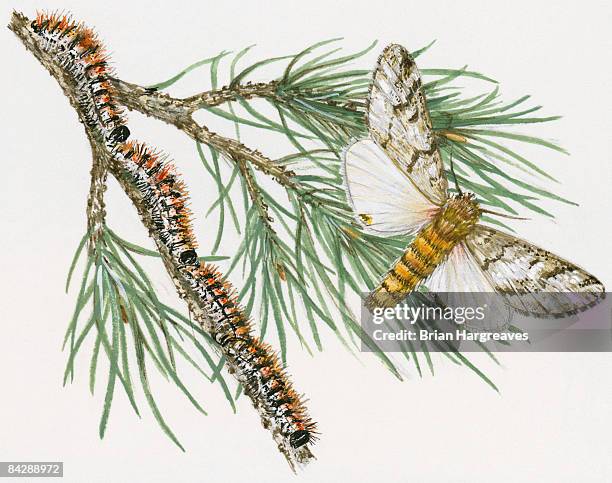 illustration of pine processionary (thaumatopoea pityocampa) moth and procession of caterpillar on pine stem - parade stock illustrations