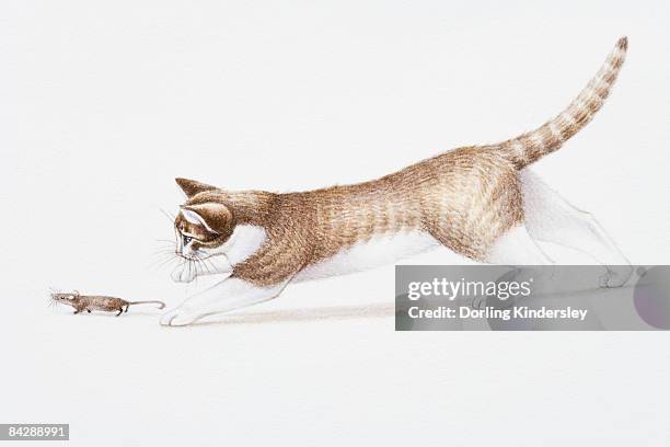 illustration of brown and white cat (felis catus) chasing house mouse (mus musculus) - feldmaus stock-grafiken, -clipart, -cartoons und -symbole