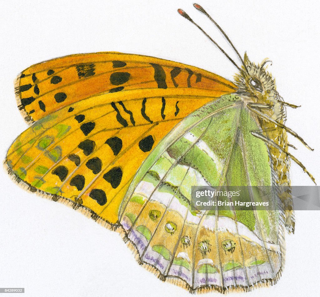 Illustration of Silver-Washed Fritillary (Argynnis paphia), male butterfly, flying, showing forewings and natural pattern under hindwings