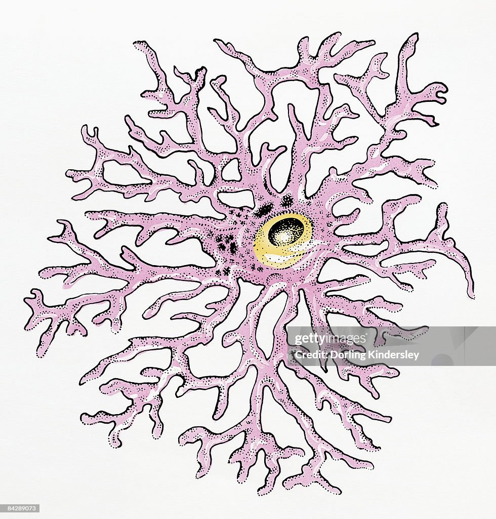 Illustration of an Astrocyte human glial cell
