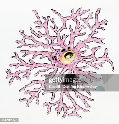 Illustration of an Astrocyte human glial cell Illustration of an Astrocyte human glial cell
