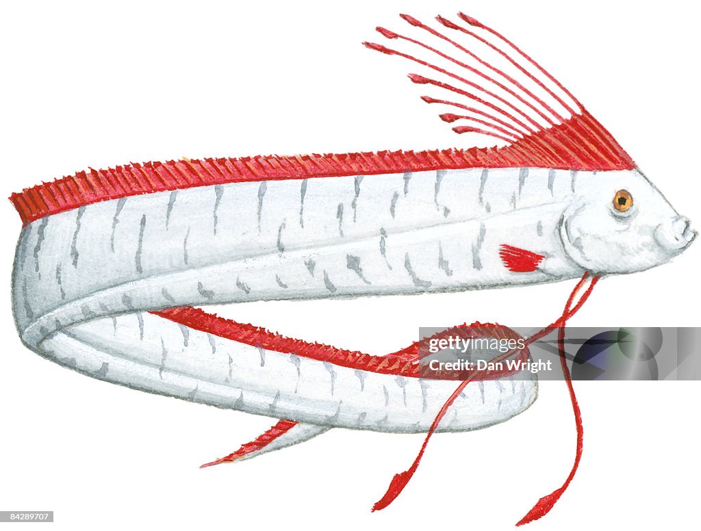 Illustration of Oarfish (Regalecus glesne), deep sea fish with long, silver body, red crest on top of head, and red dorsal fin