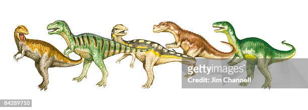illustration of albertosaurus, tarbosaurus, dilophosaurus, ceratosaurus, and allosaurus dinosaurs - albertosaurus stock illustrations