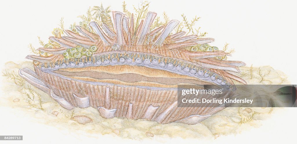 Illustration of Thorny Oyster (Spondylus) with marine growth such as seaweed and sponges living on top of shell providing camouflage protection
