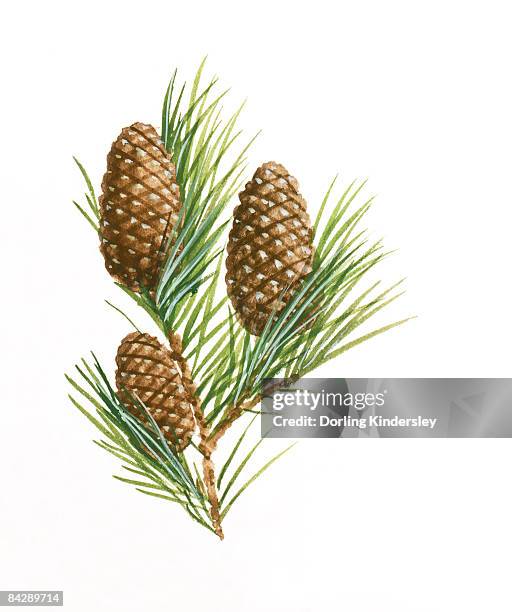 illustration of three pinophyta (conifer) pinecones and needle leaves - nahrungskette stock-grafiken, -clipart, -cartoons und -symbole