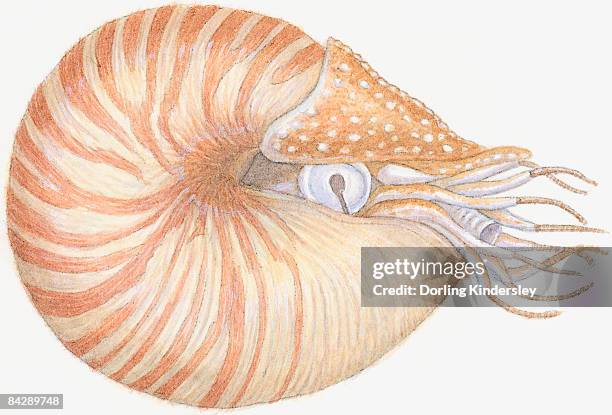 illustration of chambered nautilus (nautilus pompilius), mollusc with striped brown shell, primitive eye, siphon and wispy tentacles - nautilus shell stock illustrations