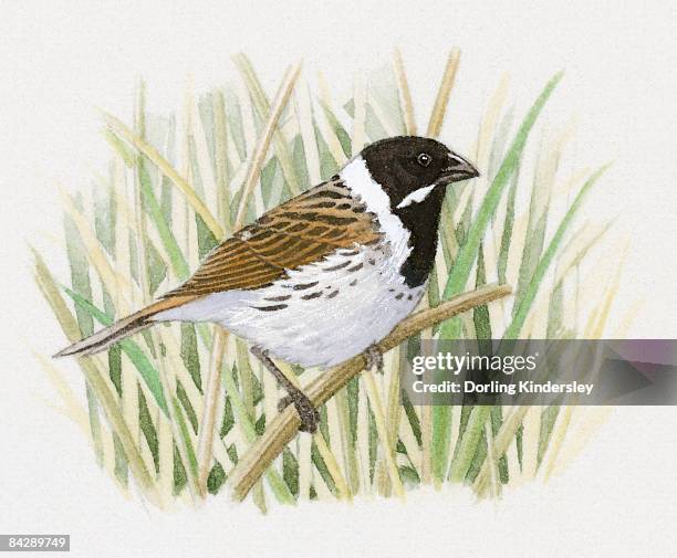 illustration of a reed bunting (emberiza schoeniclus) perching on thin reed - delicate balance stock illustrations