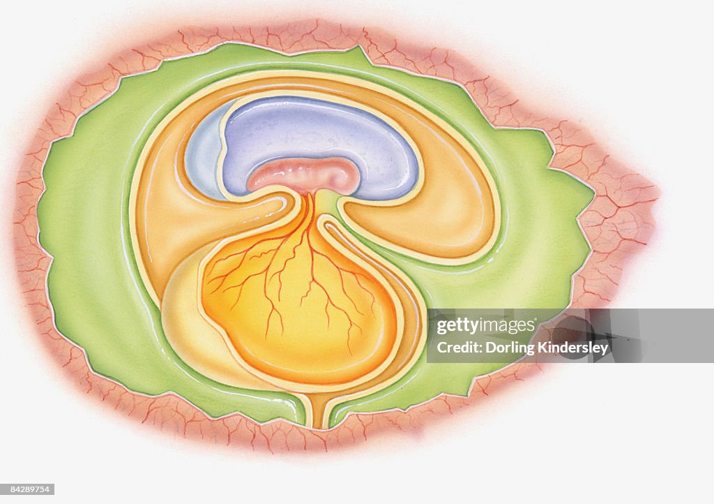 Illustration of dinosaur foetus in egg showing yoke sac and amniotic membrane 