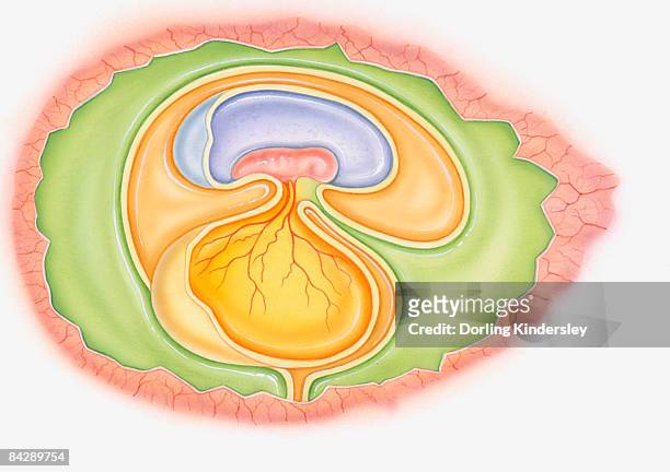 illustration of dinosaur foetus in egg showing yoke sac and amniotic membrane  - animal fetus stock illustrations