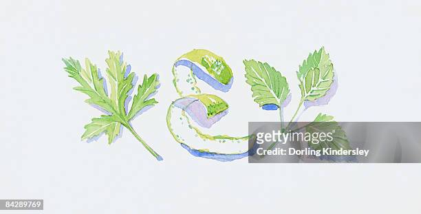 illustration of green geranium and lemon balm leaves, and bergamot orange peel - goldmelisse stock-grafiken, -clipart, -cartoons und -symbole