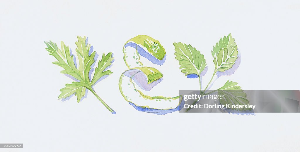 Illustration of green geranium and lemon balm leaves, and bergamot orange peel