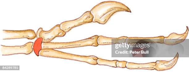 ilustrações, clipart, desenhos animados e ícones de illustration of deinonychus manus (hand), showing long fingers with claws at end, and wrist bone highlighted in red - articulação de animal