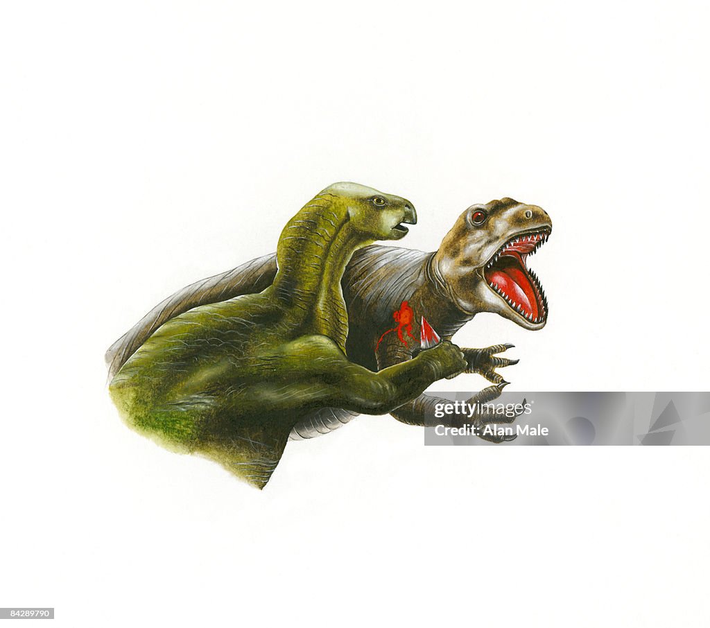 Illustration of predatory Iguanodon dinosaur injuring Albertosaurus using sharp thumb claw