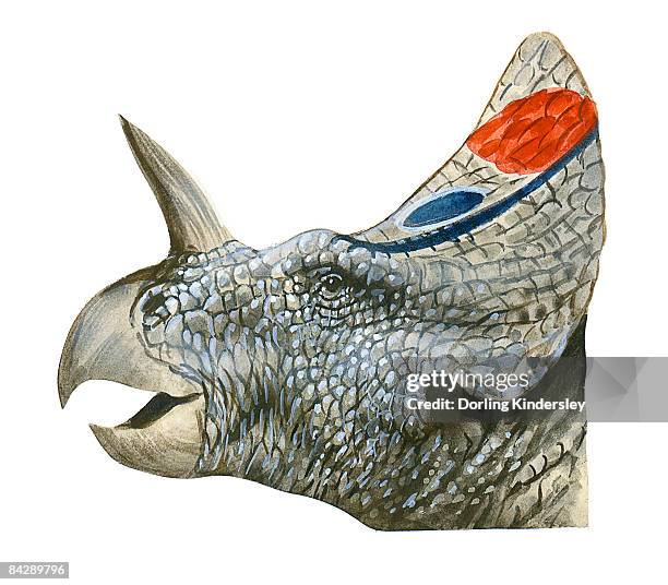Saurus Head Centrosaurus Skull