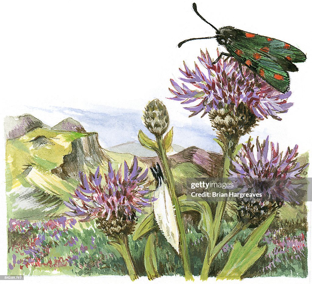 Illustration of Six-spot Burnet (Zygaena filipendulae), moth perching on clover