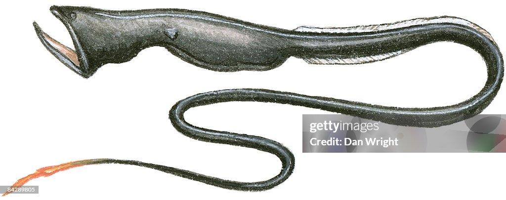 Illustration of Gulper Eel or Pelican Eel (Eurypharynx pelecanoides), a deep sea fish also known as Umbrella Mouth Gulper, with large mouth and lower jaw, and long tail