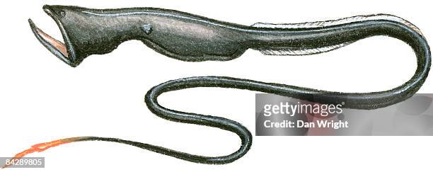 illustration of gulper eel or pelican eel (eurypharynx pelecanoides), a deep sea fish also known as umbrella mouth gulper, with large mouth and lower jaw, and long tail  - animal jaw bone stock illustrations