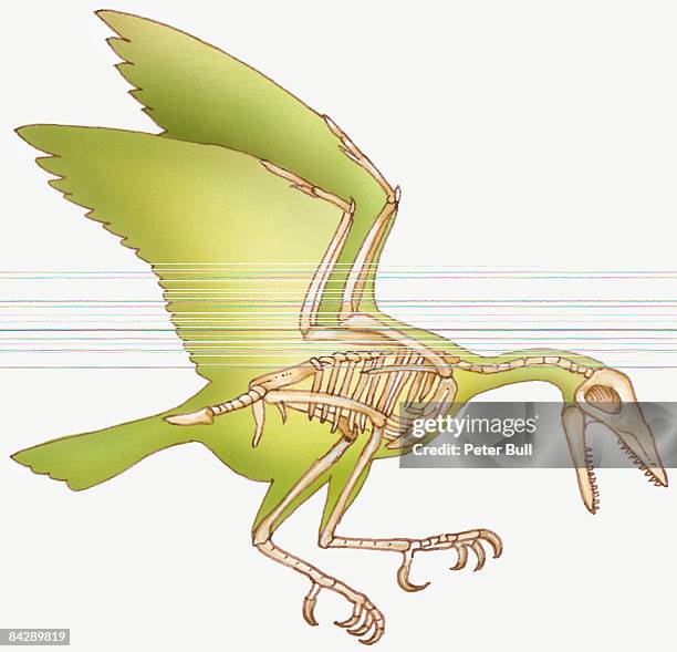 Skkeleton Wing 406 Skeleton Wings Stock Photos, High-Res Pictures, and Images - Getty ...