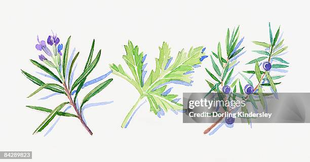 illustration of rosemary flowers and leaves, juniper flowers, leaves and berries, and geranium leaf - rosemary stock illustrations