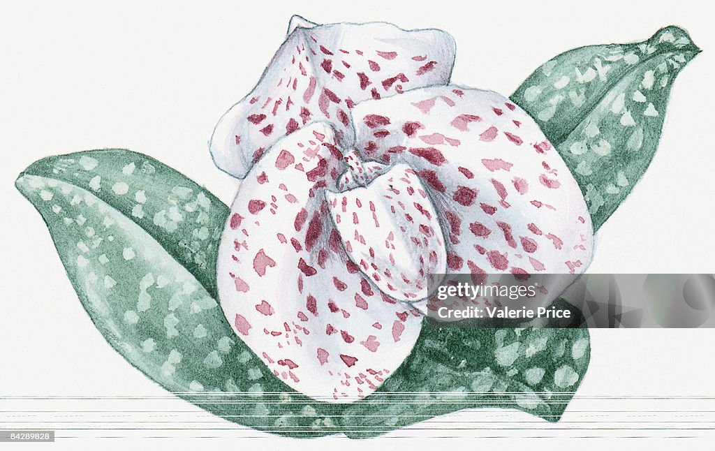 Illustration of Paphiopediulum bellatulum (Lady's Slipper) orchid with pink spotted white flower and white spotted green leaves