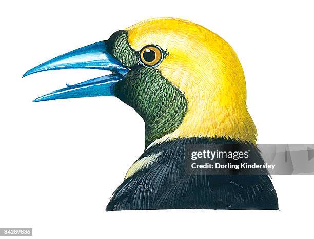 illustration of male hooded oriole (icterus cucullatus), bird with bright orange-yellow head and nape, black face and throat, and slightly decurved blue beak - black bird with orange beak stock illustrations