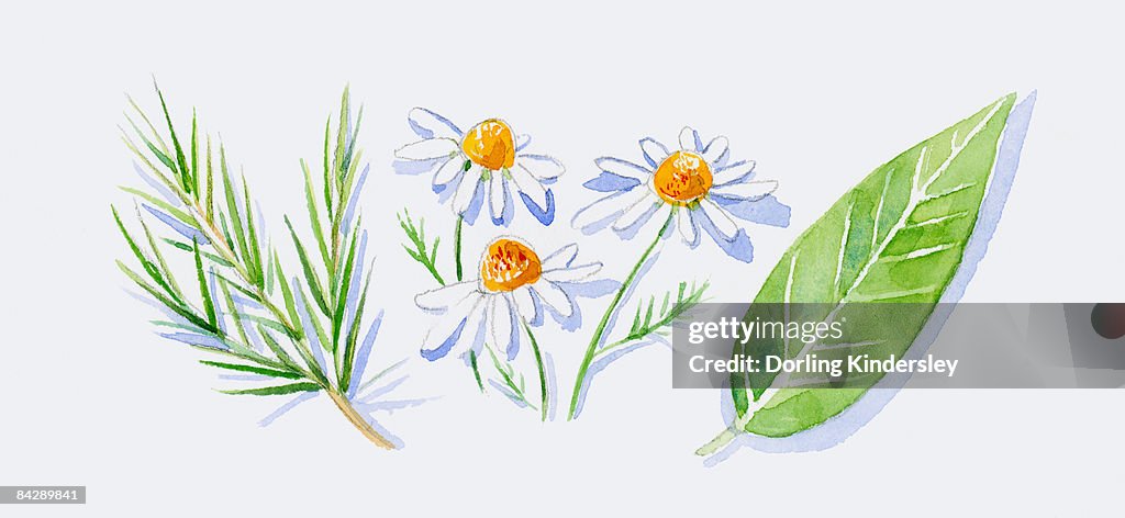 Illustration of green tea tree leaves on stem, German chamomile flowers, and green petitgrain leaf