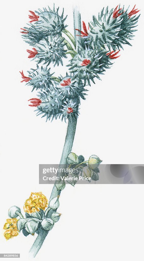 Illustration of Ricinus communis (Castor Oil Plant), with red and yellow flowers and green leaves