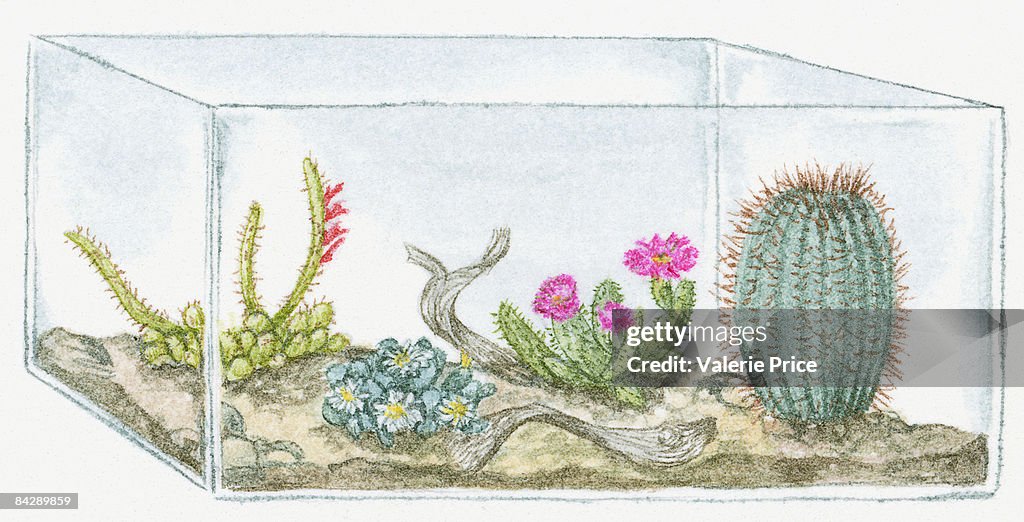 Illustration of variety of cactus and succulents in glass fish tank