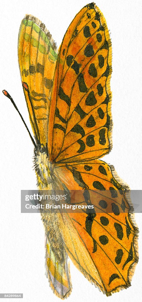 Illustration of orange and black moth flying directly upward