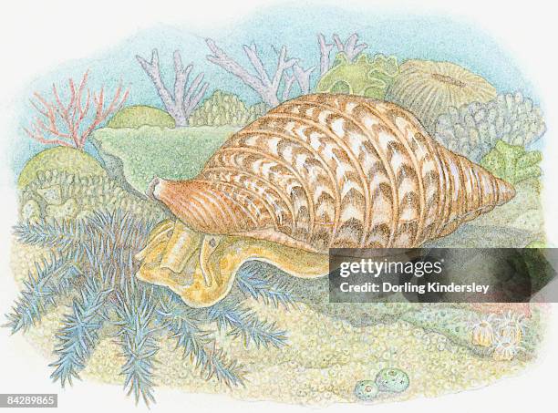 bildbanksillustrationer, clip art samt tecknat material och ikoner med illustration of giant triton (charonia tritonis), predatory sea snail feeding on crown-of-thorns starfish (acanthaster planci) - acanthaster planci