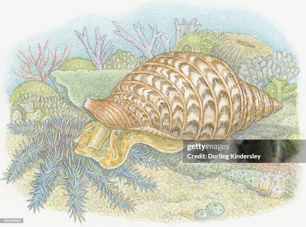 Illustration of Giant Triton (Charonia tritonis), predatory sea snail feeding on Crown-of-Thorns Starfish (Acanthaster planci)