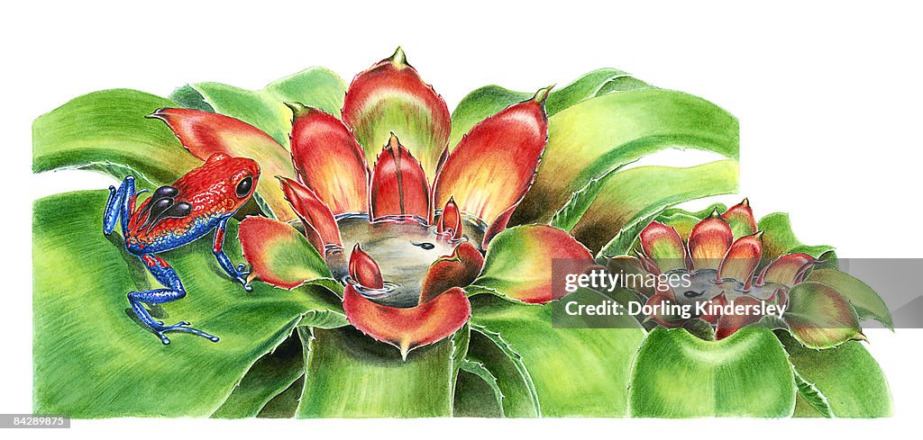 Illustration of female Strawberry Poison Dart Frog (Dendrobates pumilio) carrying tadpoles on back to water inside Bromeliad axils