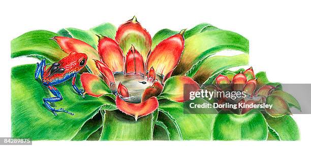 illustration of female strawberry poison dart frog (dendrobates pumilio) carrying tadpoles on back to water inside bromeliad axils - poison dart frog stock illustrations