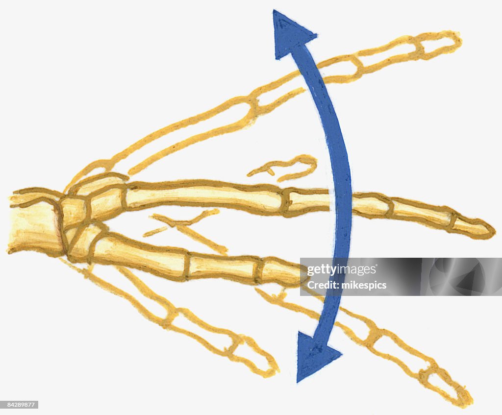Illustration of Ellipsoidal joint in human wrist with arrows showing direction of motion moving up and down