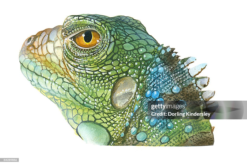 Illustration of Green Iguana (Iguana iguana), head in profile showing scaly skin, spines on neck, and yellow eye