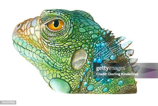 illustration of green iguana (iguana iguana), head in profile showing scaly skin, spines on neck, and yellow eye - iguana 幅插畫檔、美工圖案、卡通及圖標