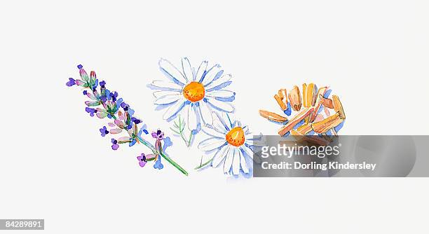 illustrations, cliparts, dessins animés et icônes de illustration of lavender flowers on stem, german chamomile flowers, and sandalwood chips - camomille fond blanc