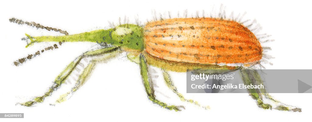 Illustration of Wheat Weevil (Sitophilus granarius), with orange and green body