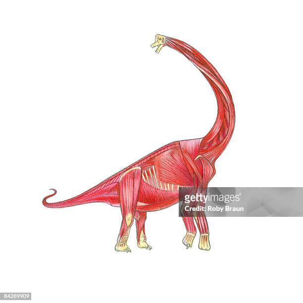 stockillustraties, clipart, cartoons en iconen met illustration of skeletal musculature of brachiosaurus dinosaur - braun