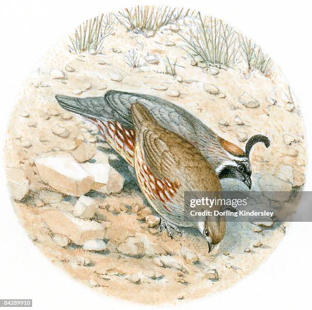 illustration of male and female gambel's quail (callipepla gambellii) pecking on desert floor, showing black plumes on top of heads - quail bird stock illustrations